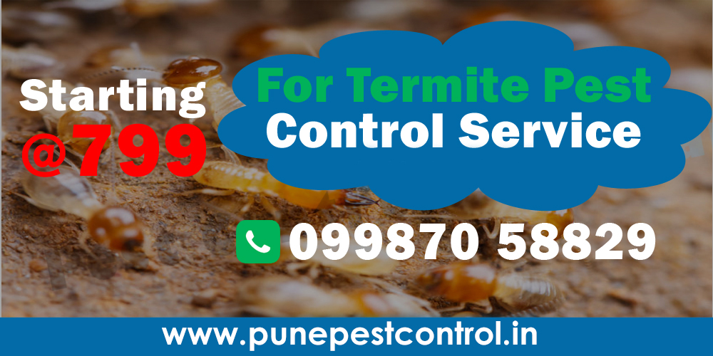Termite Pest Control